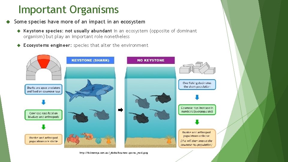 Important Organisms Some species have more of an impact in an ecosystem Keystone species: