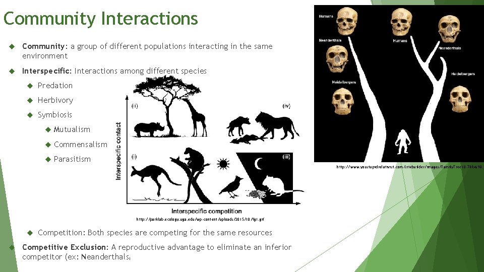 Community Interactions Community: a group of different populations interacting in the same environment Interspecific: