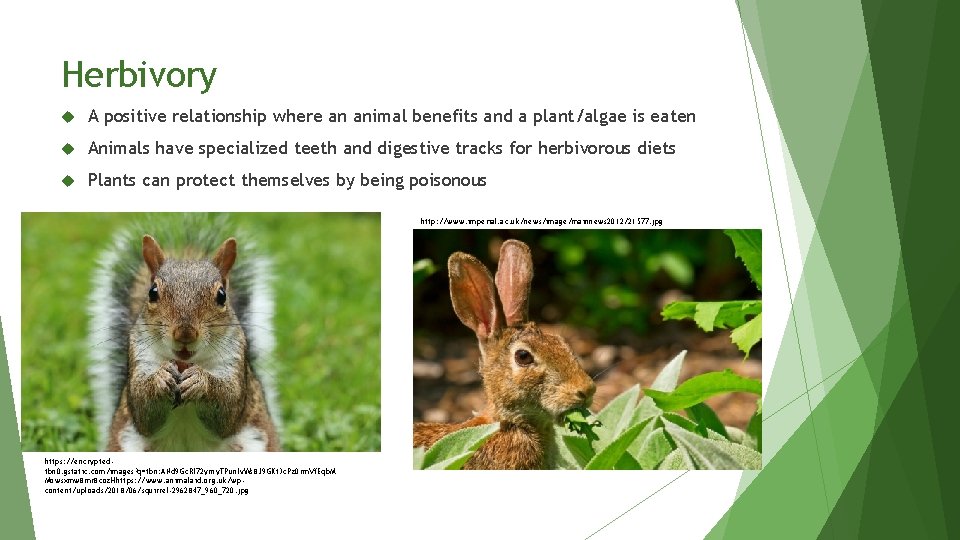 Herbivory A positive relationship where an animal benefits and a plant/algae is eaten Animals