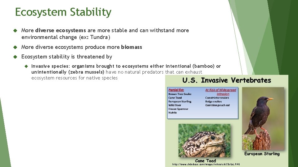 Ecosystem Stability More diverse ecosystems are more stable and can withstand more environmental change