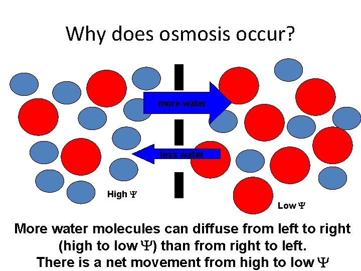 Why does osmosis occur? more water less water High Low More water molecules can