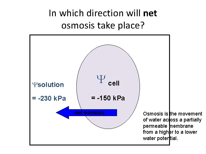 In which direction will net osmosis take place? solution cell = -230 k. Pa