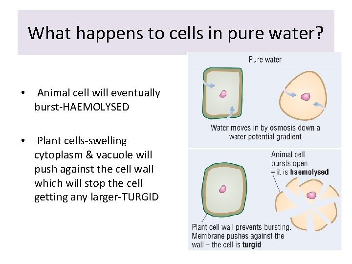 What happens to cells in pure water? • Animal cell will eventually burst-HAEMOLYSED •