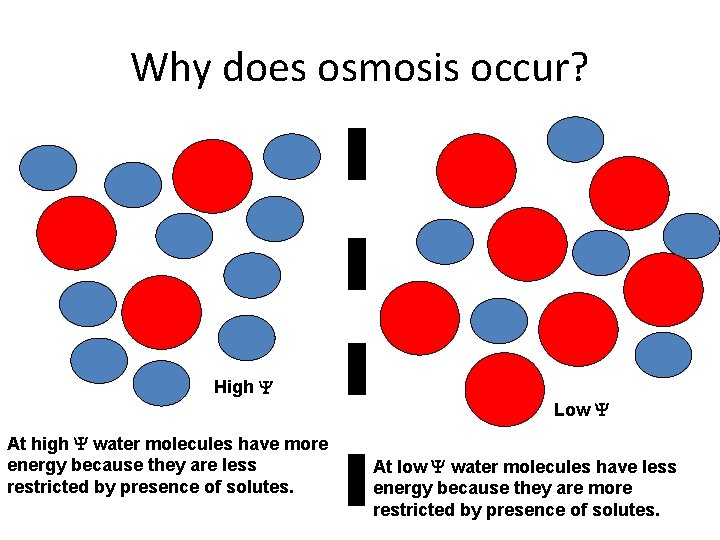 Why does osmosis occur? High Low At high water molecules have more energy because