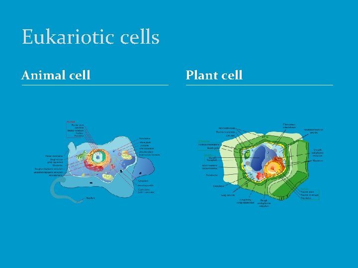 Eukariotic cells Animal cell Plant cell 