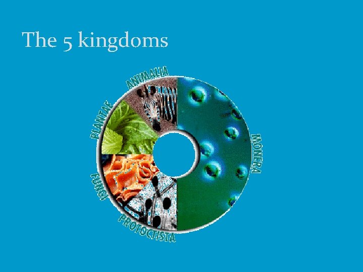 The 5 kingdoms 