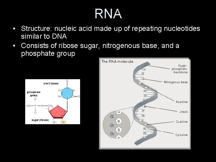 RNA • Structure: nucleic acid made up of repeating nucleotides similar to DNA •
