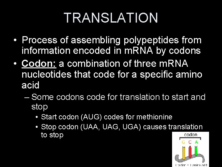 TRANSLATION • Process of assembling polypeptides from information encoded in m. RNA by codons