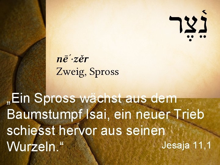 „Ein Spross wächst aus dem Baumstumpf Isai, ein neuer Trieb schiesst hervor aus seinen