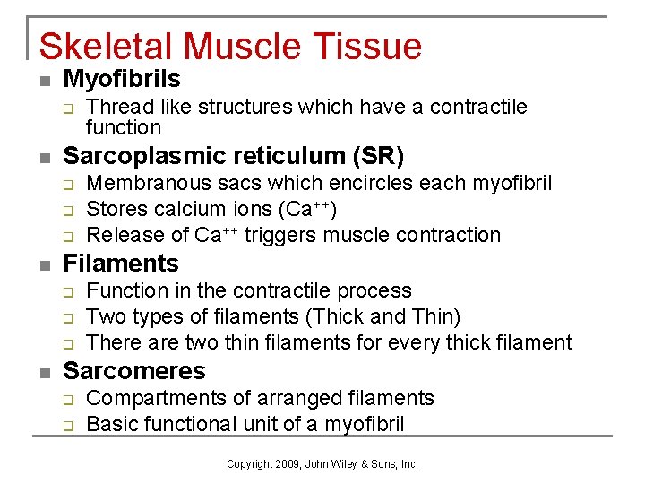 Skeletal Muscle Tissue n Myofibrils q n Sarcoplasmic reticulum (SR) q q q n