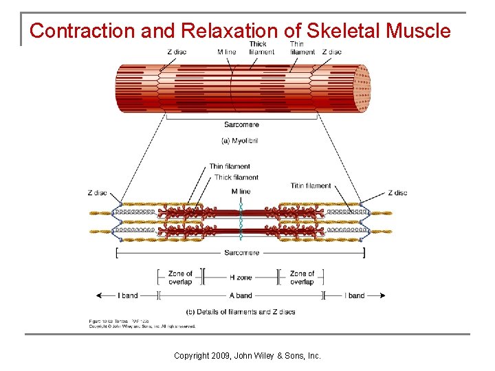 Contraction and Relaxation of Skeletal Muscle Copyright 2009, John Wiley & Sons, Inc. 