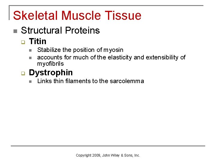 Skeletal Muscle Tissue n Structural Proteins q Titin n n q Stabilize the position