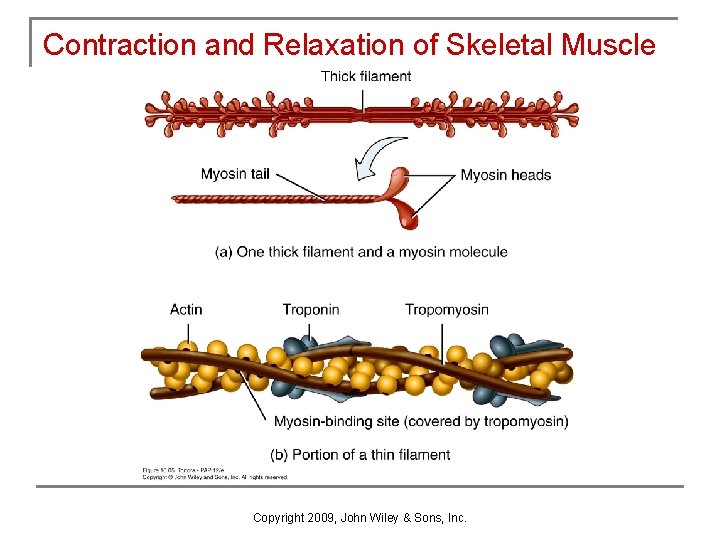 Contraction and Relaxation of Skeletal Muscle Copyright 2009, John Wiley & Sons, Inc. 