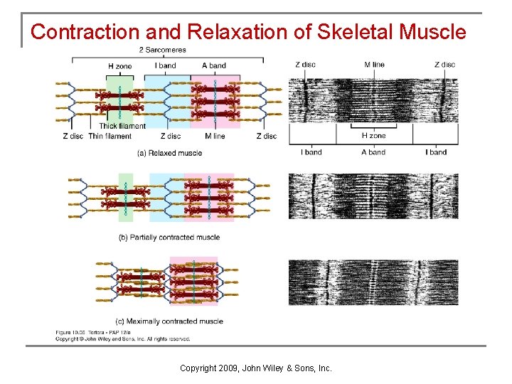 Contraction and Relaxation of Skeletal Muscle Copyright 2009, John Wiley & Sons, Inc. 