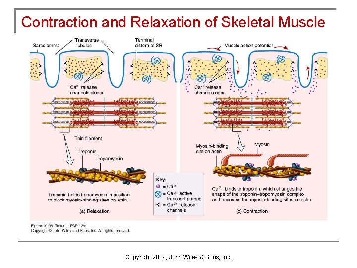 Contraction and Relaxation of Skeletal Muscle Copyright 2009, John Wiley & Sons, Inc. 