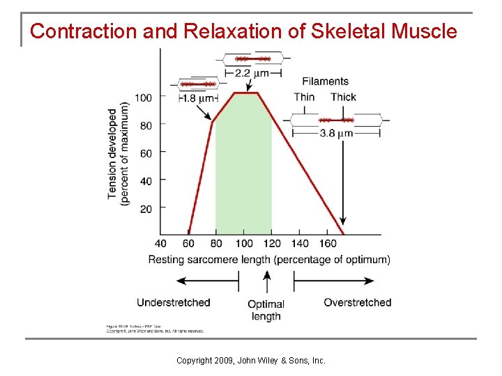 Contraction and Relaxation of Skeletal Muscle Copyright 2009, John Wiley & Sons, Inc. 