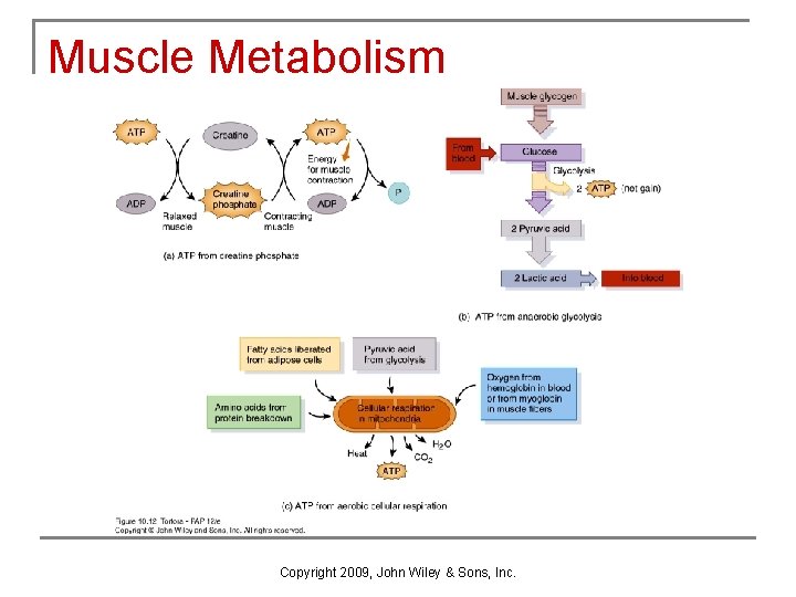 Muscle Metabolism Copyright 2009, John Wiley & Sons, Inc. 