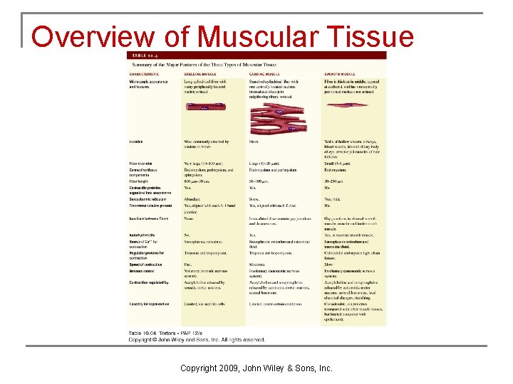 Overview of Muscular Tissue Copyright 2009, John Wiley & Sons, Inc. 