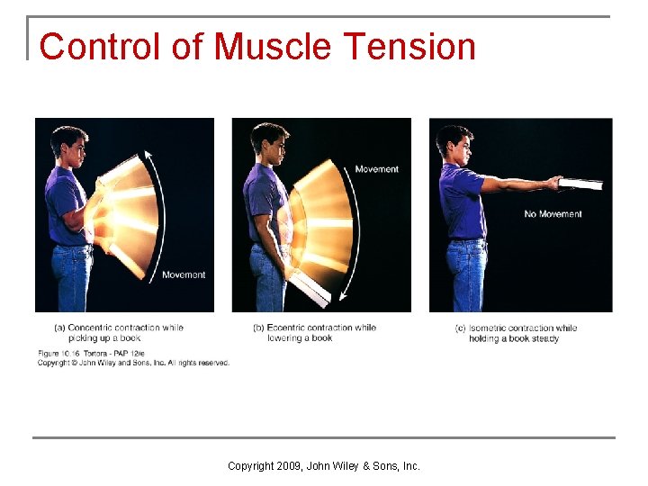 Control of Muscle Tension Copyright 2009, John Wiley & Sons, Inc. 
