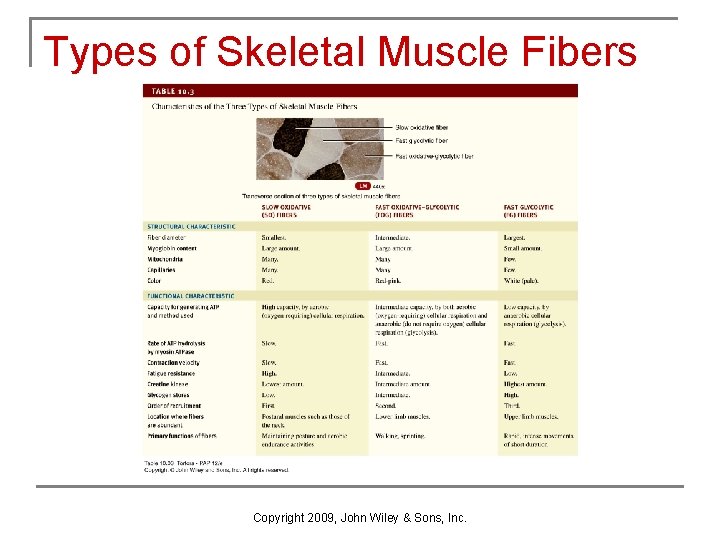 Types of Skeletal Muscle Fibers Copyright 2009, John Wiley & Sons, Inc. 