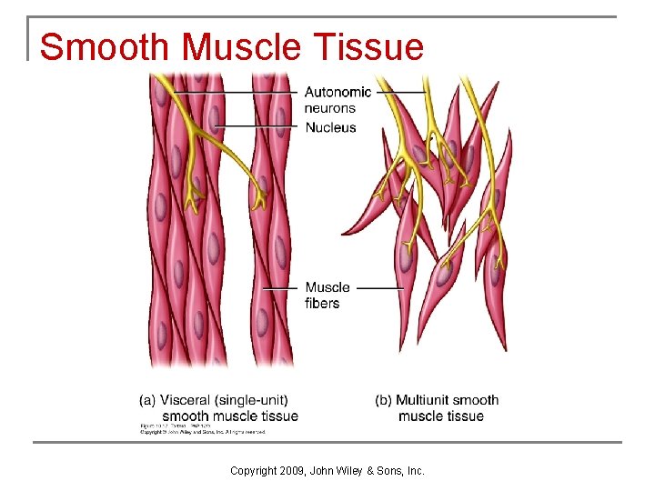Smooth Muscle Tissue Copyright 2009, John Wiley & Sons, Inc. 