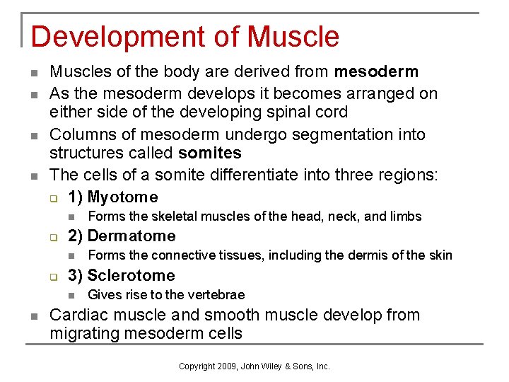 Development of Muscle n n Muscles of the body are derived from mesoderm As