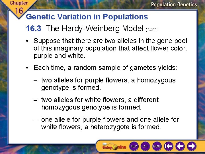 Genetic Variation in Populations 16. 3 The Hardy-Weinberg Model (cont. ) • Suppose that