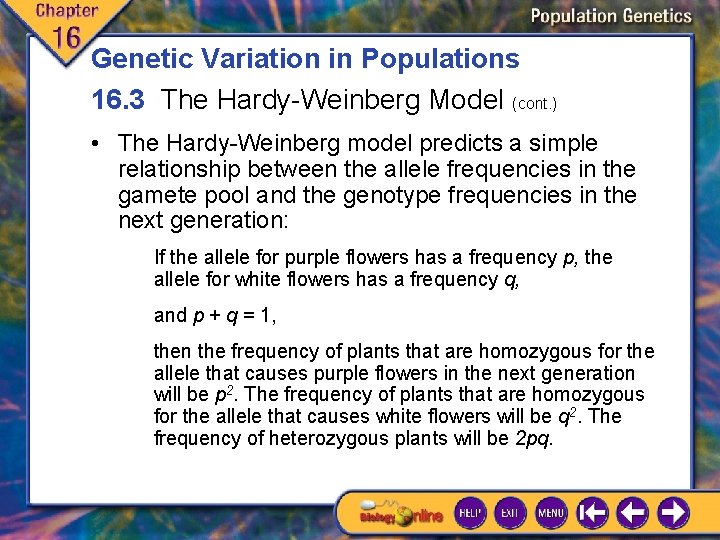 Genetic Variation in Populations 16. 3 The Hardy-Weinberg Model (cont. ) • The Hardy-Weinberg