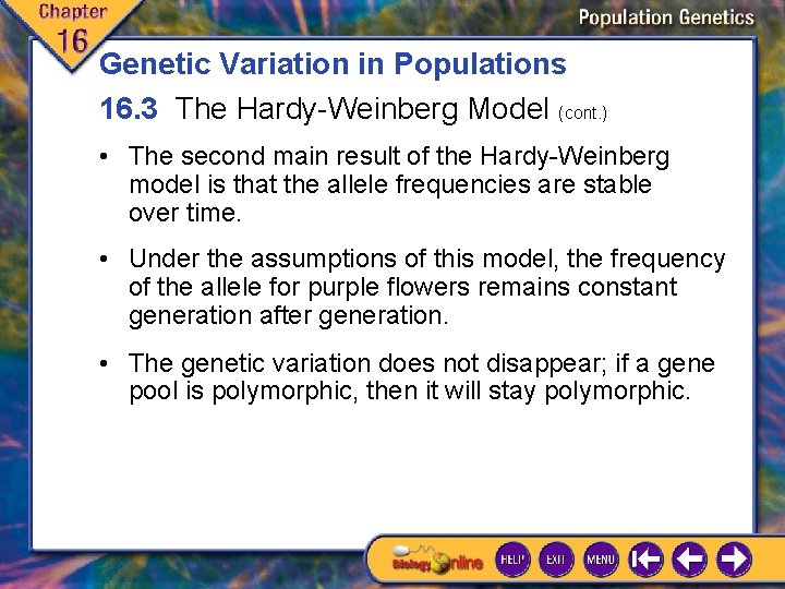 Genetic Variation in Populations 16. 3 The Hardy-Weinberg Model (cont. ) • The second