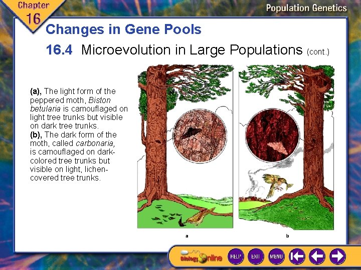 Changes in Gene Pools 16. 4 Microevolution in Large Populations (cont. ) (a), The