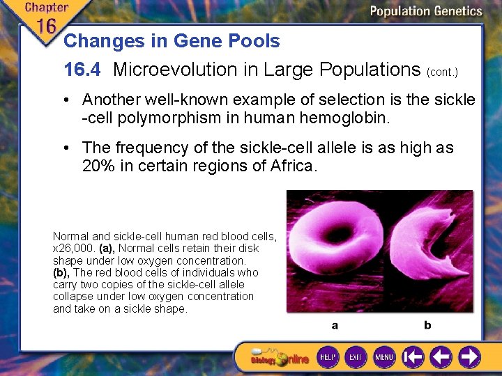 Changes in Gene Pools 16. 4 Microevolution in Large Populations (cont. ) • Another