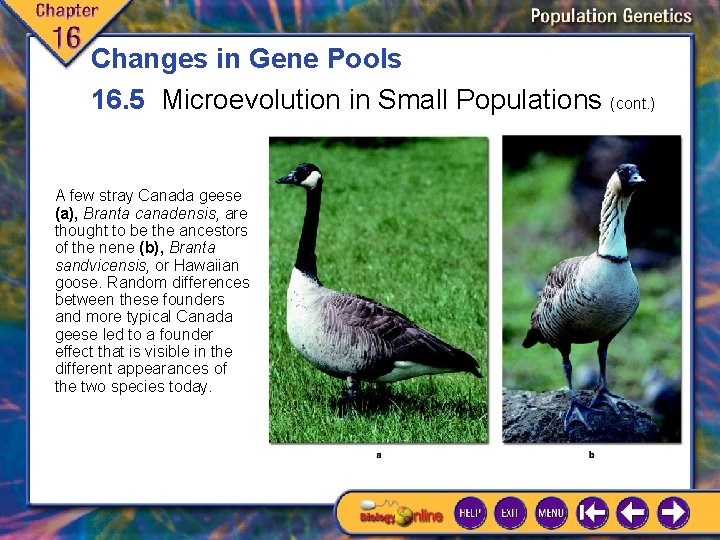 Changes in Gene Pools 16. 5 Microevolution in Small Populations (cont. ) A few