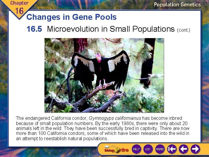 Changes in Gene Pools 16. 5 Microevolution in Small Populations (cont. ) The endangered