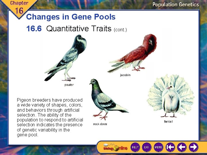 Changes in Gene Pools 16. 6 Quantitative Traits (cont. ) Pigeon breeders have produced