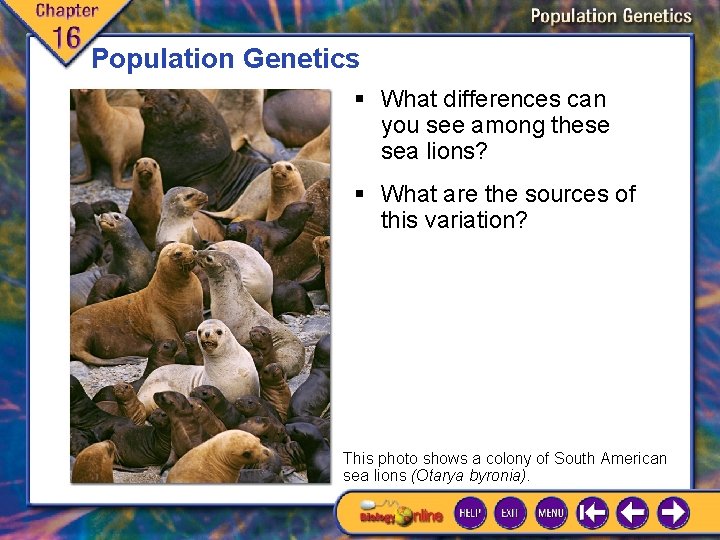 Population Genetics § What differences can you see among these sea lions? § What