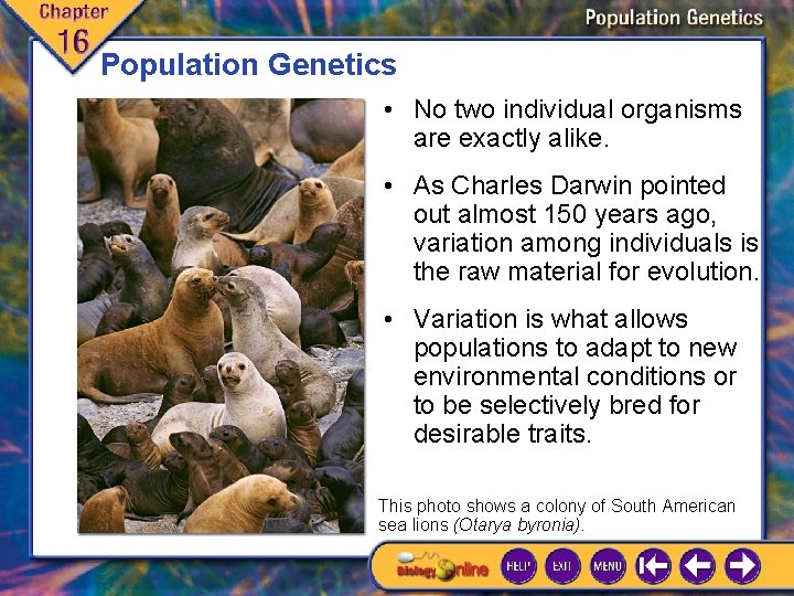 Population Genetics • No two individual organisms are exactly alike. • As Charles Darwin
