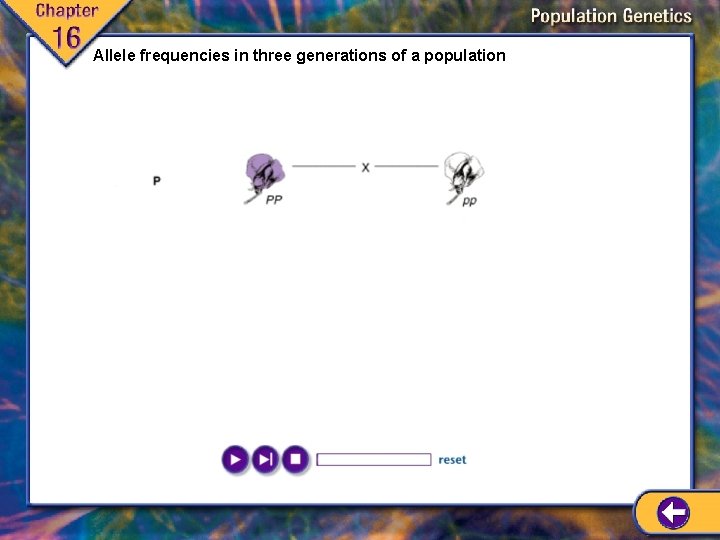Allele frequencies in three generations of a population 