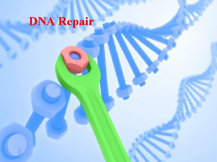 DNA Repair 