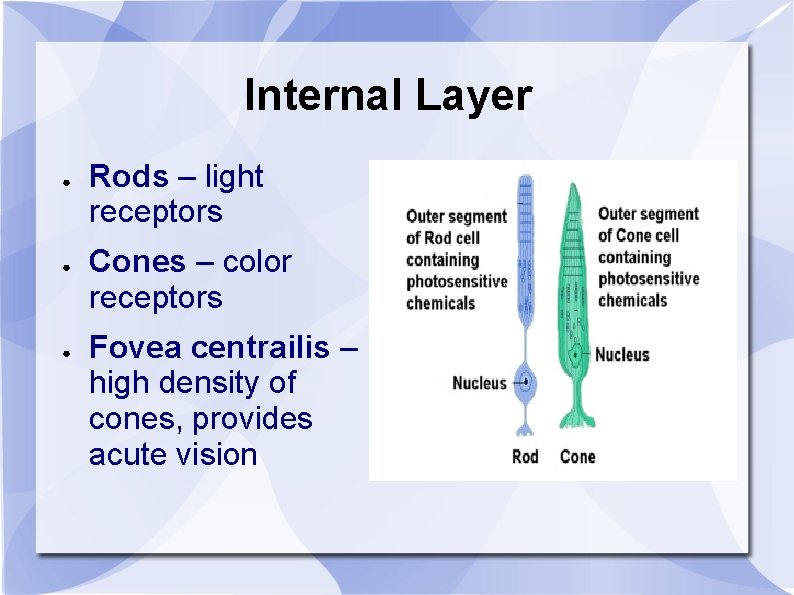 Internal Layer ● ● ● Rods – light receptors Cones – color receptors Fovea