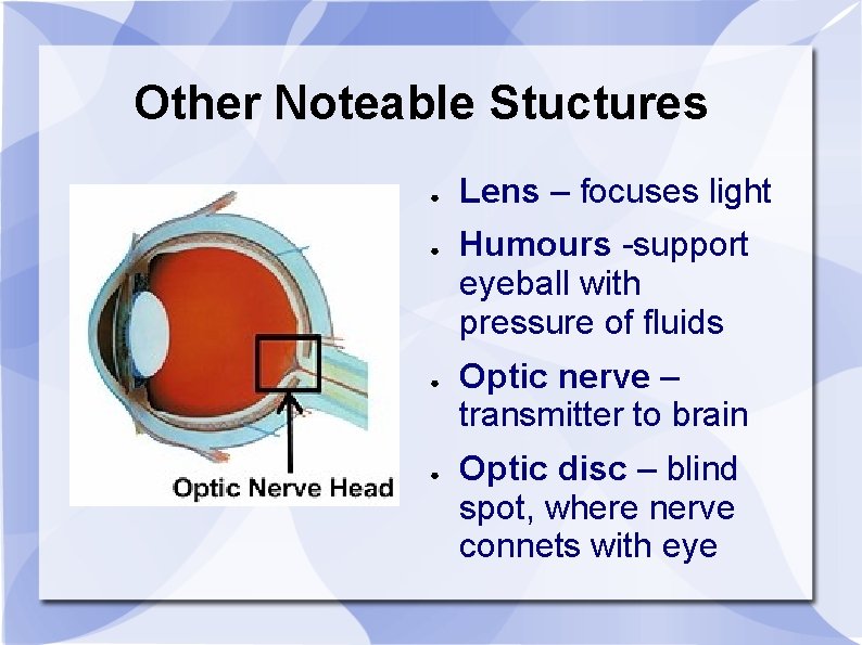 Other Noteable Stuctures ● ● Lens – focuses light Humours -support eyeball with pressure