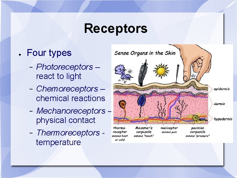 Receptors ● Four types − Photoreceptors – react to light − Chemoreceptors – chemical