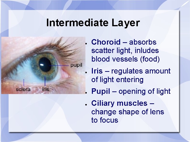 Intermediate Layer ● ● Choroid – absorbs scatter light, inludes blood vessels (food) Iris