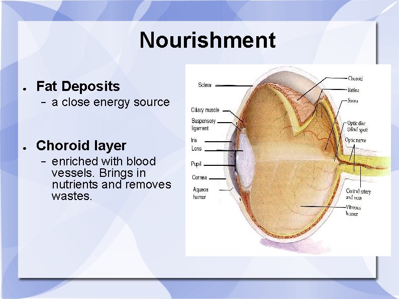 Nourishment ● Fat Deposits − ● a close energy source Choroid layer − enriched