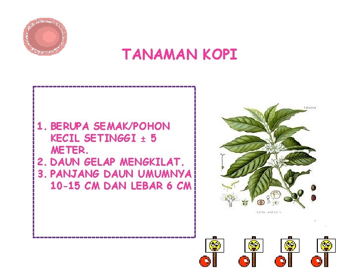 TANAMAN KOPI 1. BERUPA SEMAK/POHON KECIL SETINGGI ± 5 METER. 2. DAUN GELAP MENGKILAT.