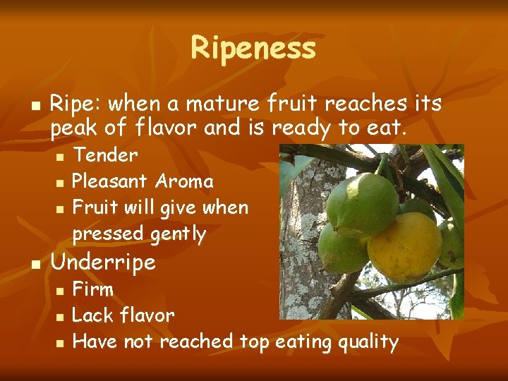 Ripeness n Ripe: when a mature fruit reaches its peak of flavor and is