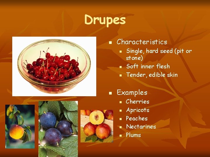 Drupes n Characteristics n n Single, hard seed (pit or stone) Soft inner flesh