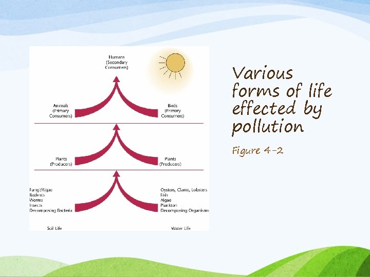 Various forms of life effected by pollution Figure 4 -2 