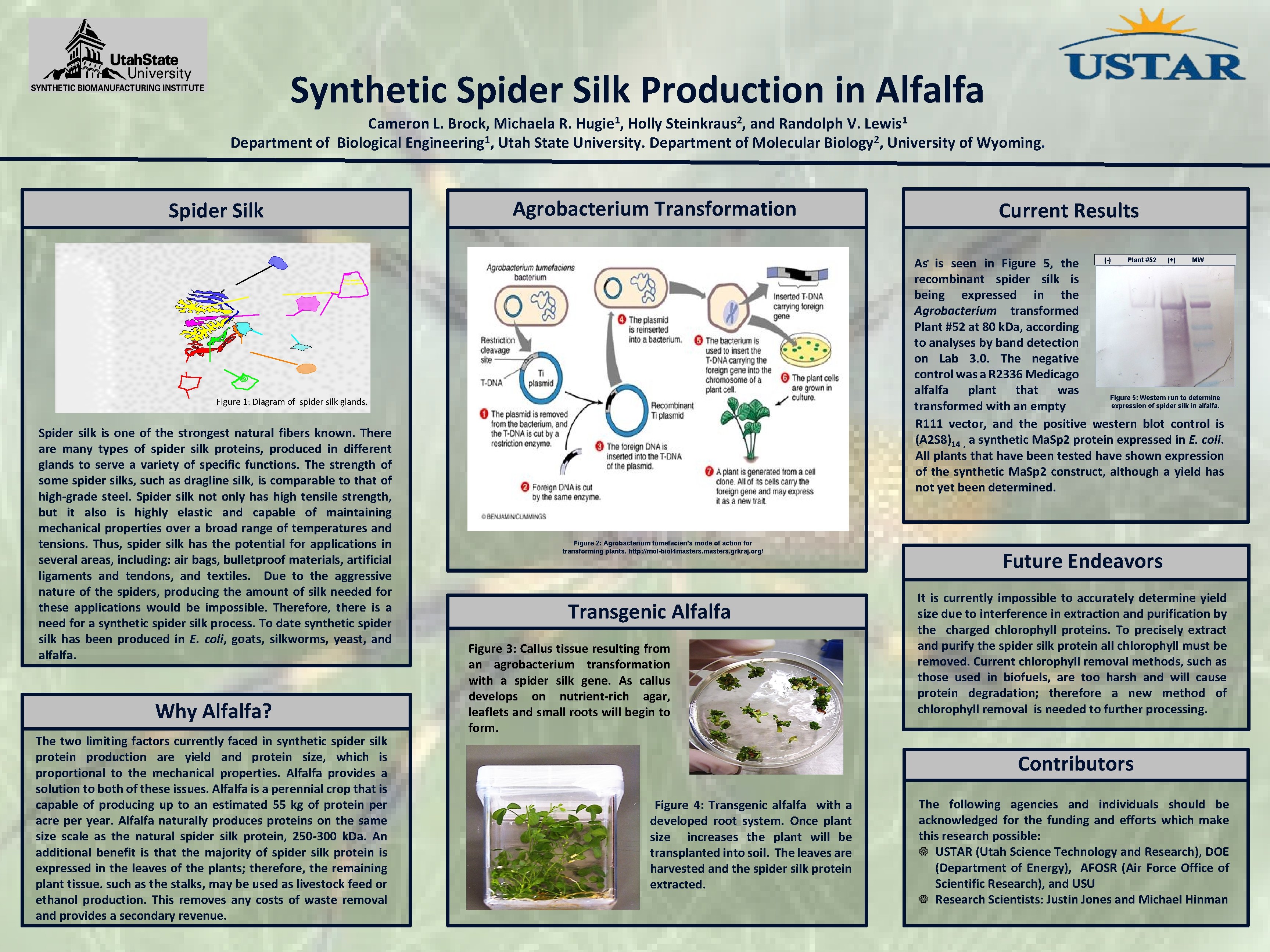 Synthetic Spider Silk Production in Alfalfa Cameron L. Brock, Michaela R. Hugie 1, Holly