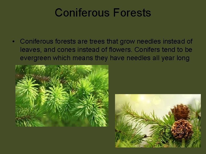 Coniferous Forests • Coniferous forests are trees that grow needles instead of leaves, and