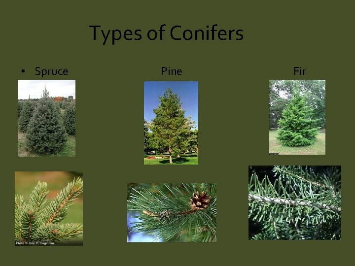 Types of Conifers • Spruce Pine Fir 